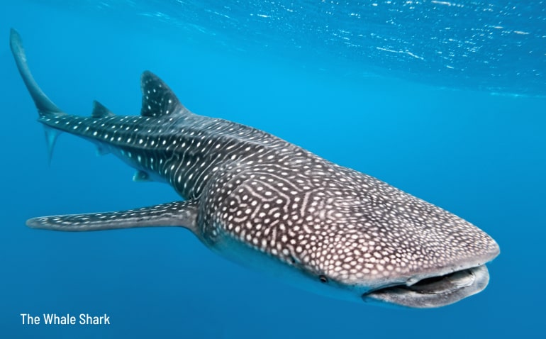 Whale Shark Project - Tata Chemicals 